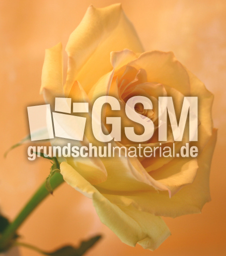 Rose-zartgelb.jpg